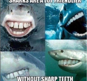Highland Smiles image of sharks without sharp teeth